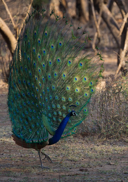 Indian Peafowl displaying