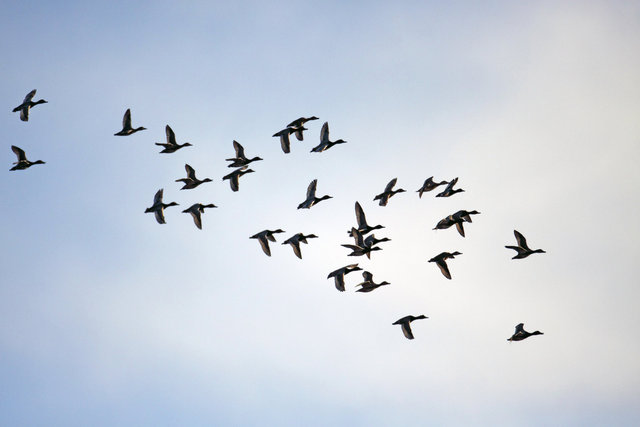 A flock of Redhead and Ring-necked Ducks, spring, southern Ohio. 