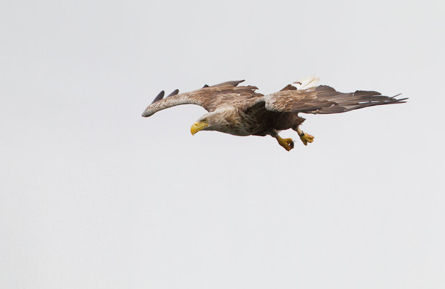 White-tailed Sea Eagle