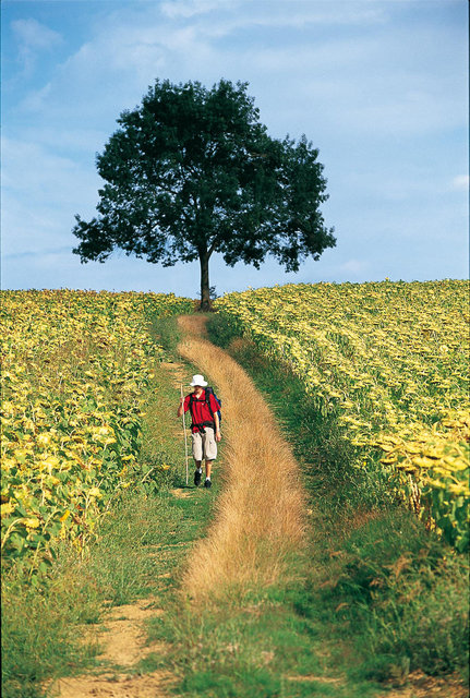 Chemin dans le Gers