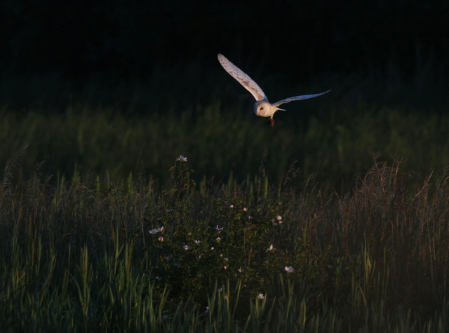 Barn Owl with prey