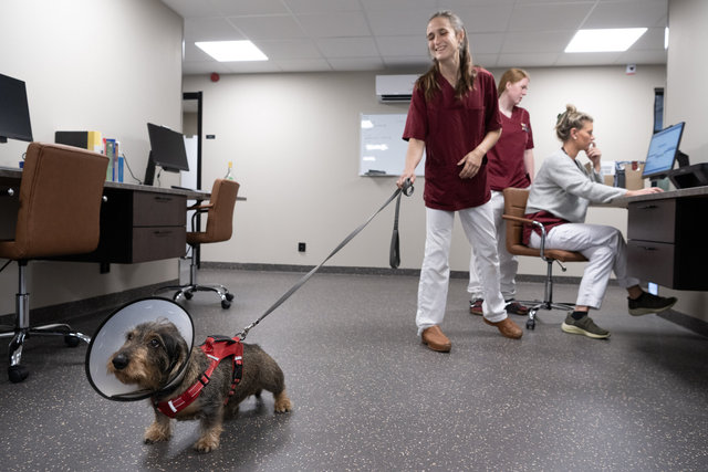 Karlshamns smådjursklinik