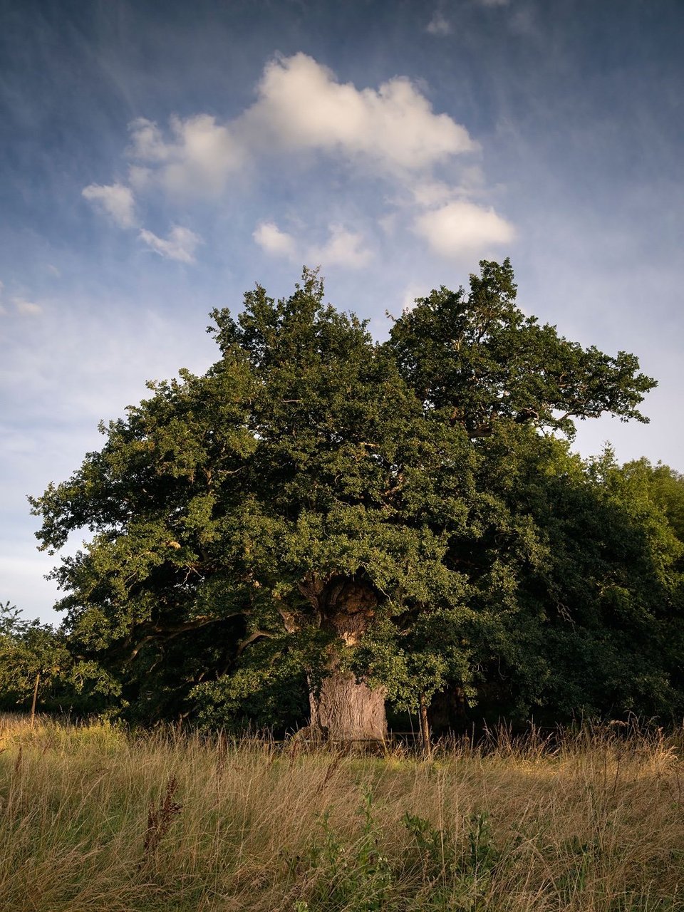Oak