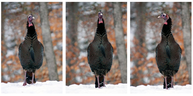 Wild Turkey, early spring, southern Ohio