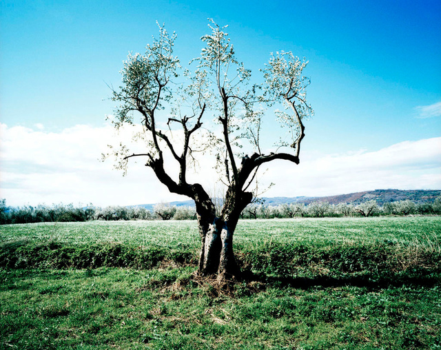 Il Cammino della Via Francigena | Antonello Mazzei 08.jpg
