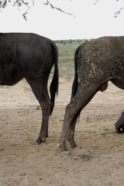 Gnu  (gnoe, wildebeest)