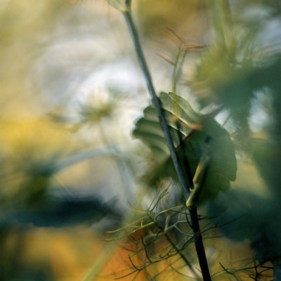 Metamorphosis #38 © Paul den Hollander