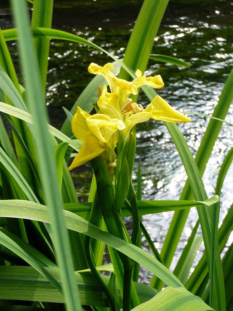 Lillies at Waterend House (3) VB.JPG