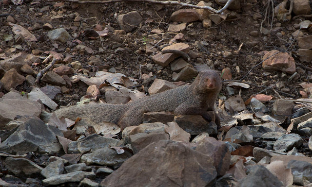 Black-tailed Mongoose
