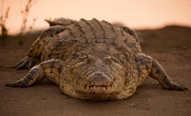 Crocodile
