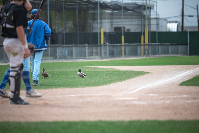 wilde-bluejays-at-athletics-april-21-2024-532.jpg