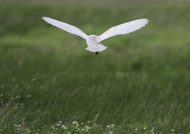 Barn Owl