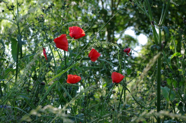 Lammer Poppies VB.JPG