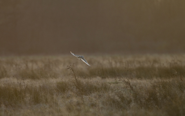Short-eared Owl