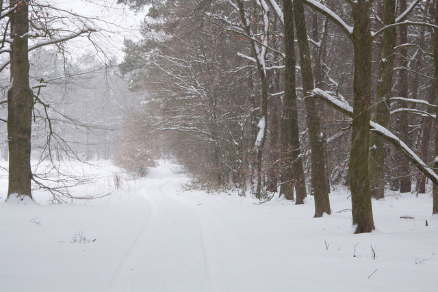 Winterlandschap winter 2009/2010