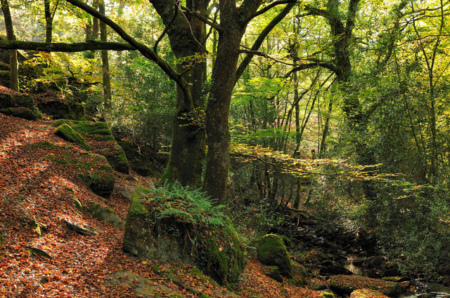 Vallée de l'Aff