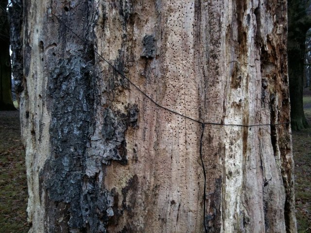 Tree Humming, Hampstead Heath, London, 2010