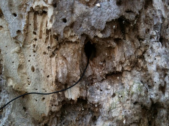 Tree Humming, Hampstead Heath, London, 2010