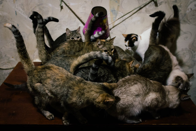 Cats feeding on leftovers.