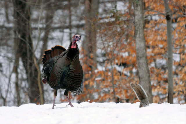 Wild Turkey, early spring, southern Ohio