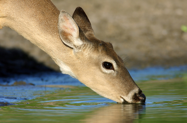 White-tailed deer, southern Texas