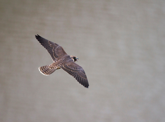 Juvenile peregrine falcon