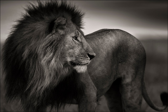 Lionheart.jpg