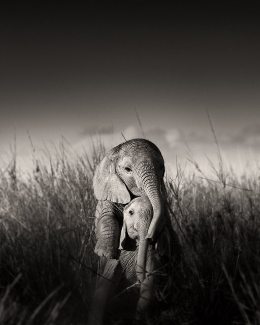 Elephant-Babies-playing-I.jpg