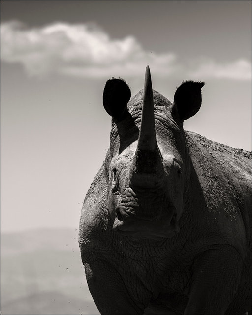 Rhino Portrait I.jpg