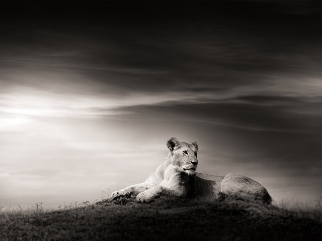 The-Lioness.jpg