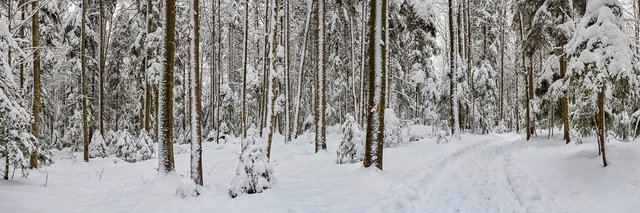 Armin_Graessl_panoramic_photography-forest-switzerland_monochrom_01.jpg