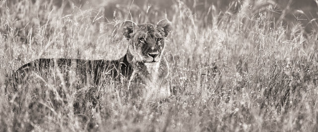 Huntress-in-wet-grass.jpg