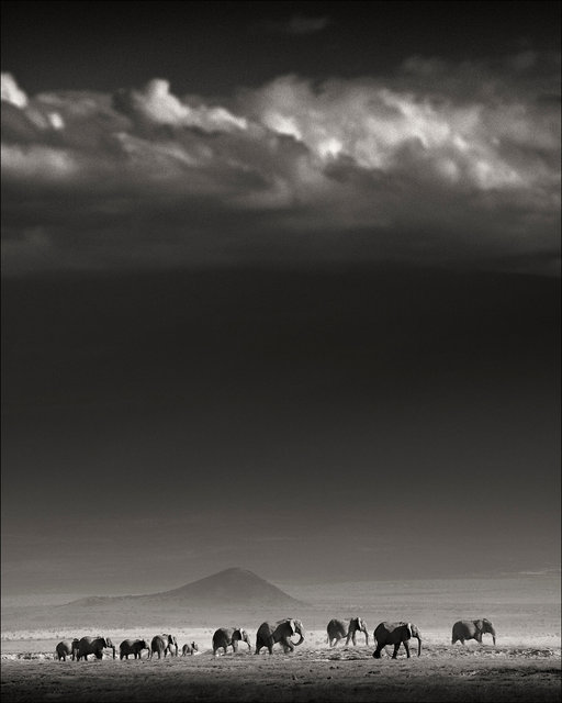 Elephant family ifo Kili.jpg