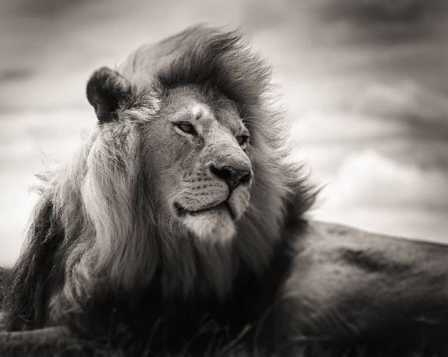 Born a Lion.jpg