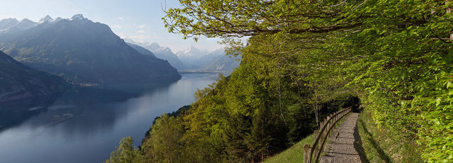 Armin_Graessl_panoramic_photography_seelisberg_switzerland_forest_02.jpg