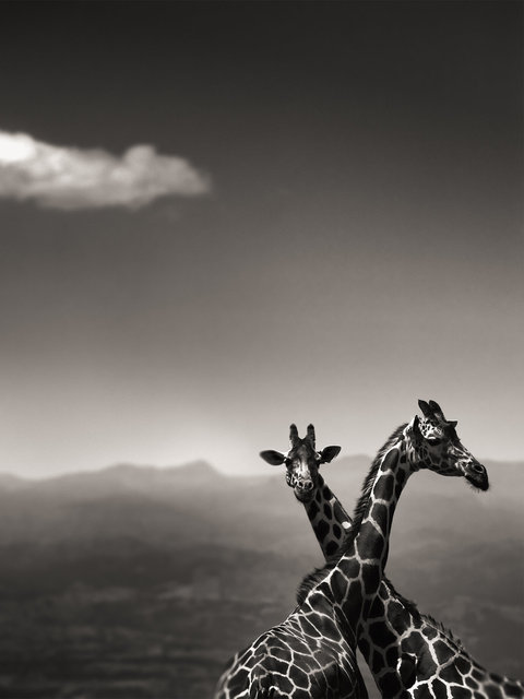 Giraffe Couple.jpg