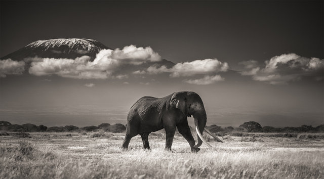 Tim in front of Kilimanjaro.jpg