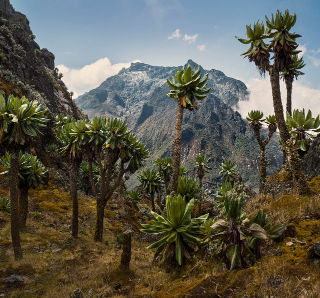 2022_Rwenzori_B0008826-27_crop.jpg