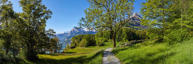 Armin_Graessl_panoramic_photography_seelisberg_switzerland_forest_03.jpg