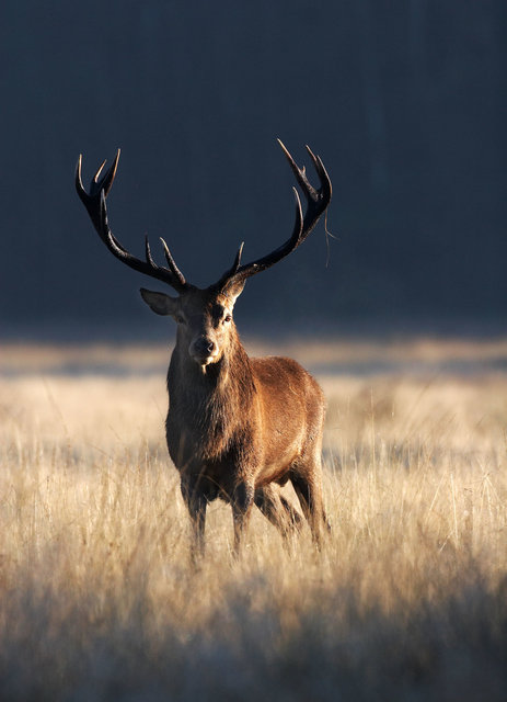 Red Deer Stag