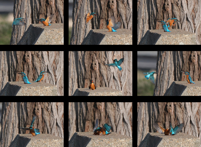 Kingfisher fight sequence