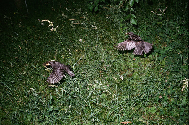 084_birds fighting, Berlin-Dahlem.jpg