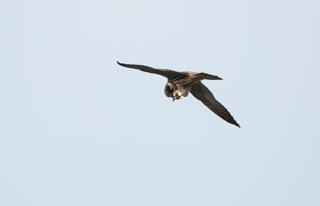 Hobby eating dragonflies