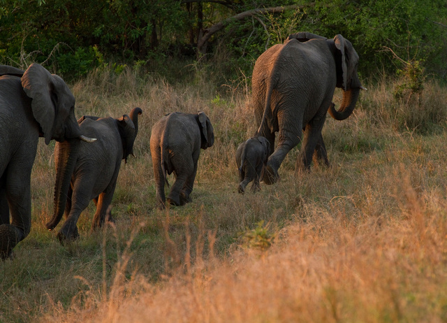 Elephants