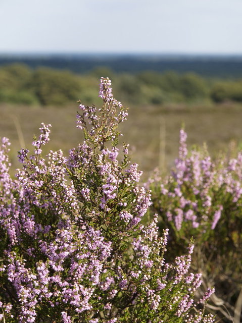 sallandse heuvelrug - heide