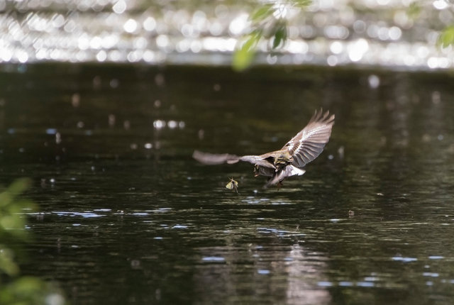 Chaffinch catching mayfly