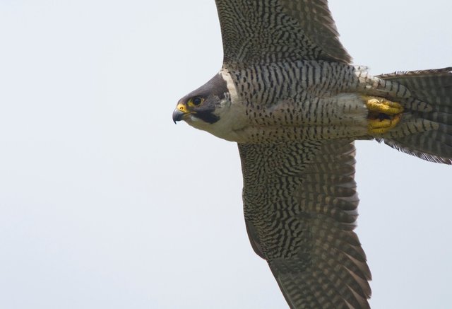 Peregrine falcon