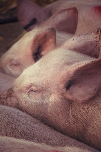 Fatstock Market Pigs, Monmouthshire Livestock Centre