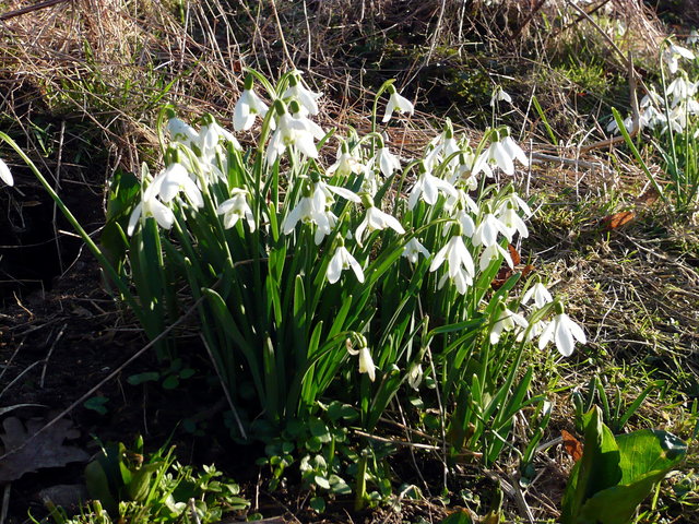 Snowdrops at Waterend (13) VB.JPG