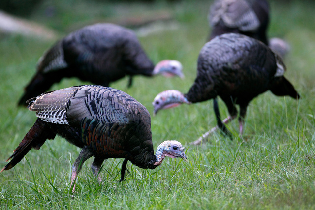 Wild Turkey, southern Ohio